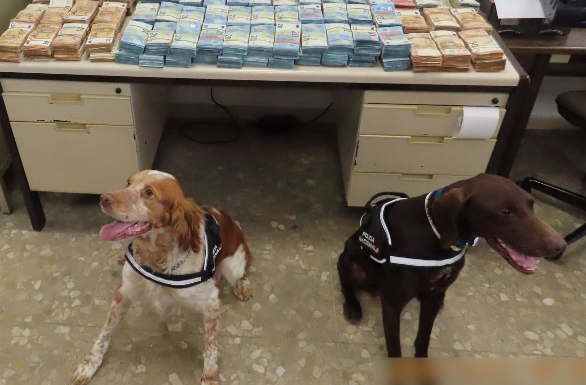 Dos perros en Málaga valen un millón de euros