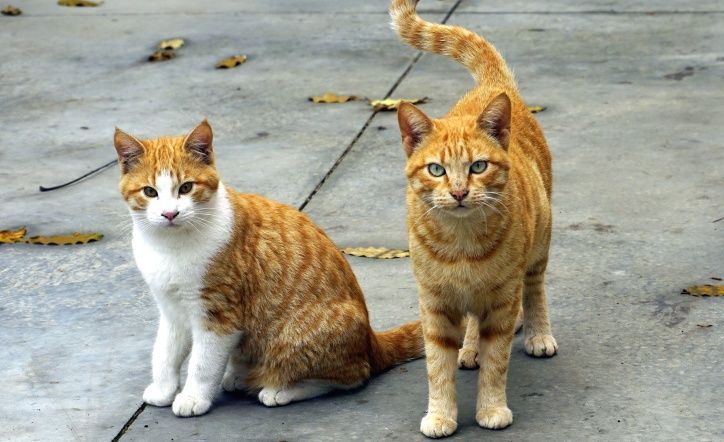 Gatos callejeros, en una imagen de archivo.
