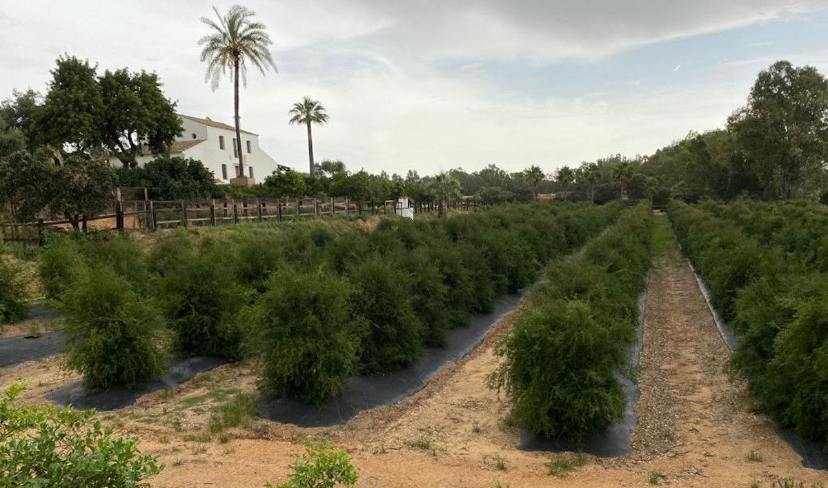 La mayor plantación de dedos de lima de España está en Sevilla.  CEDIDA