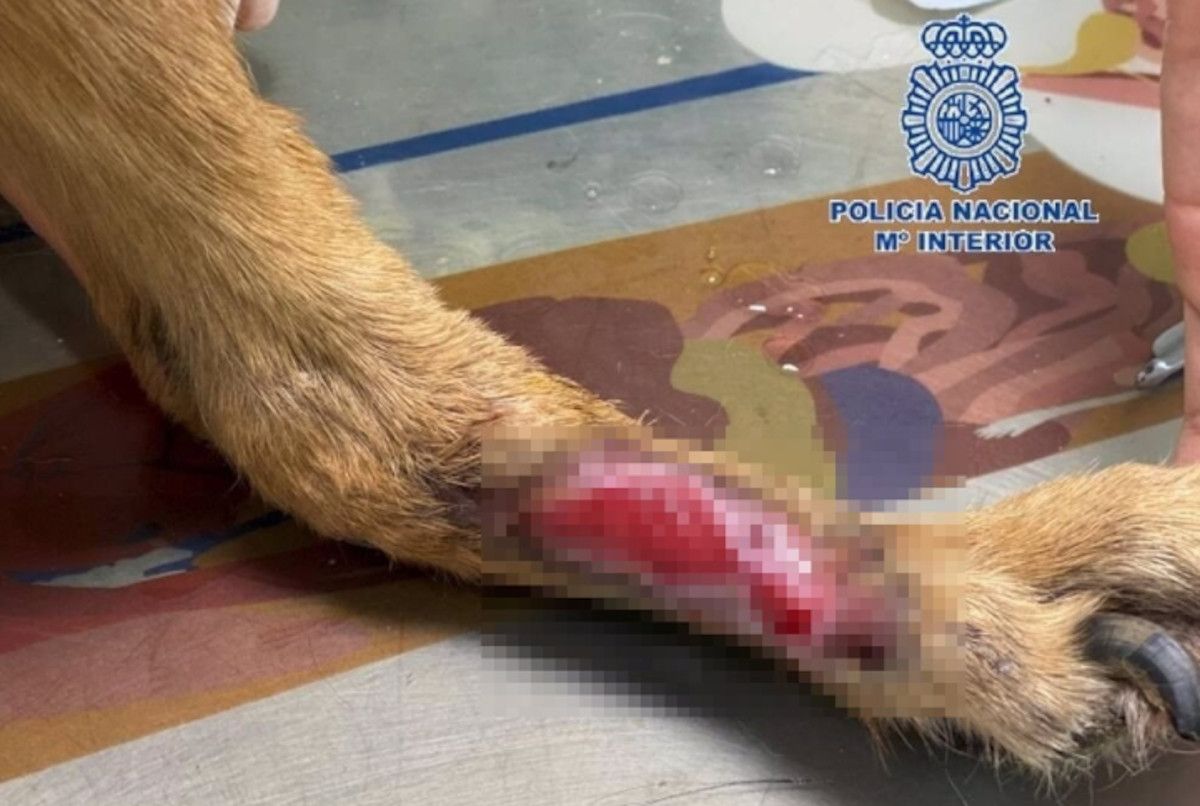 Perro maltratado y desnutrido encontrado en una terraza de Vélez-Málaga.