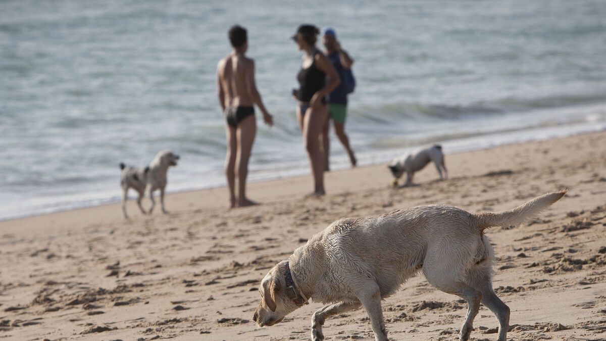 Perros en una playa, en una imagen de archivo. Atención si no haces este trámite antes de septiembre.