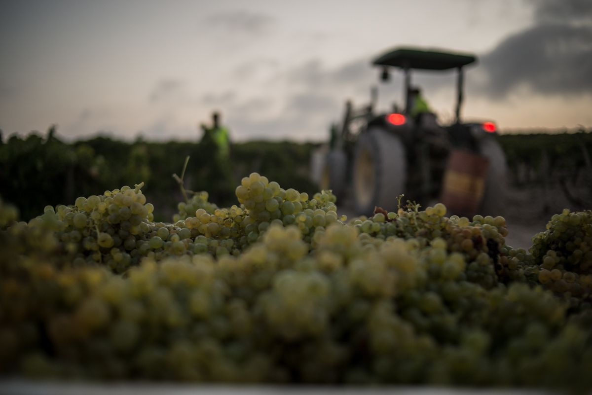 Buscan a una pareja "sin estudios" para cuidar una finca.