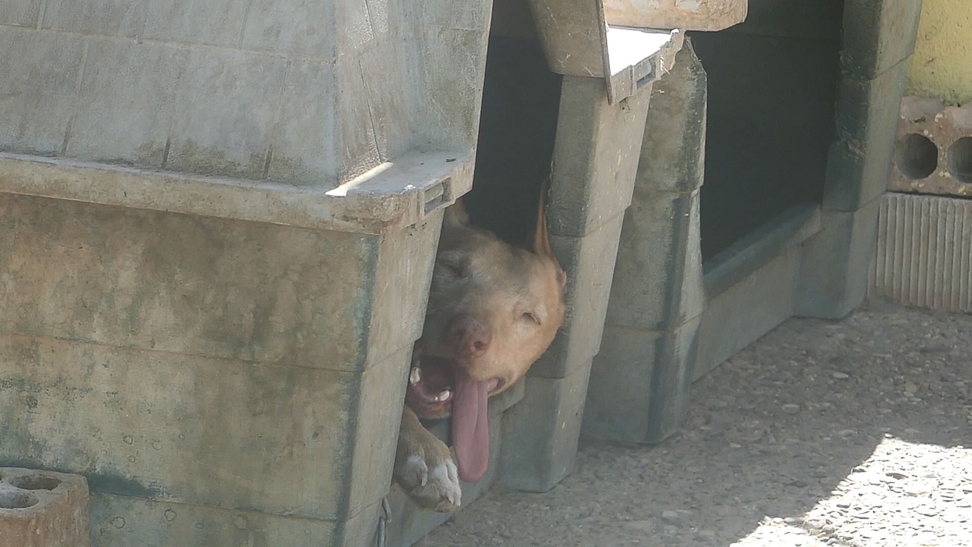Uno de los animales en la instalación en Córdoba.