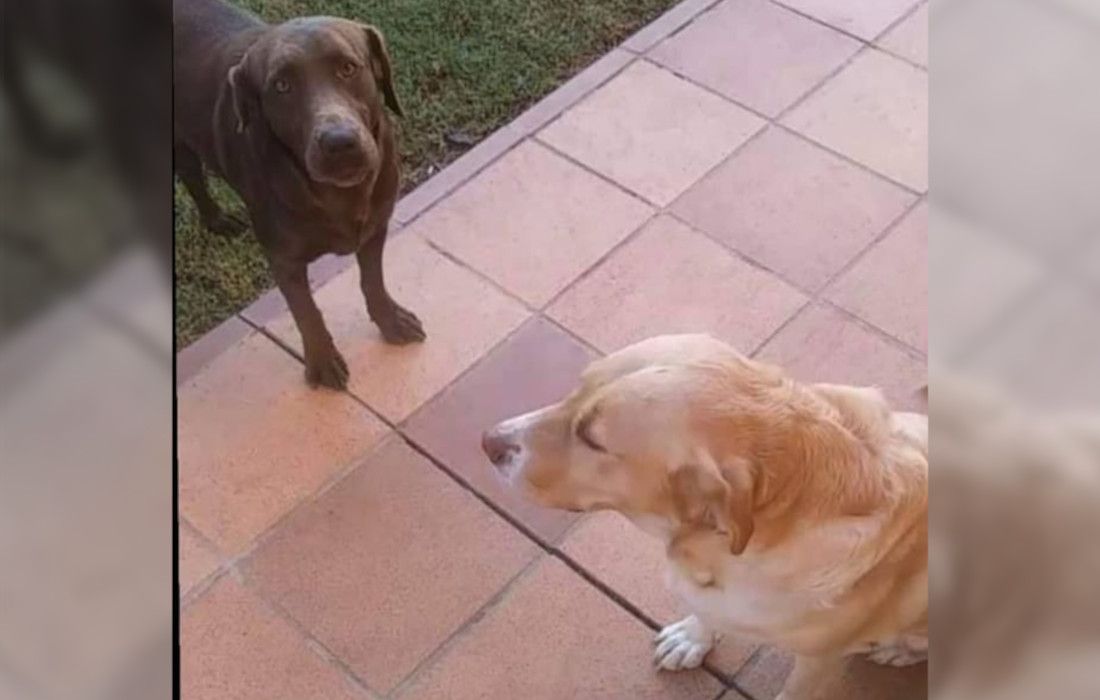 Los dos perros perdidos en Jerez.