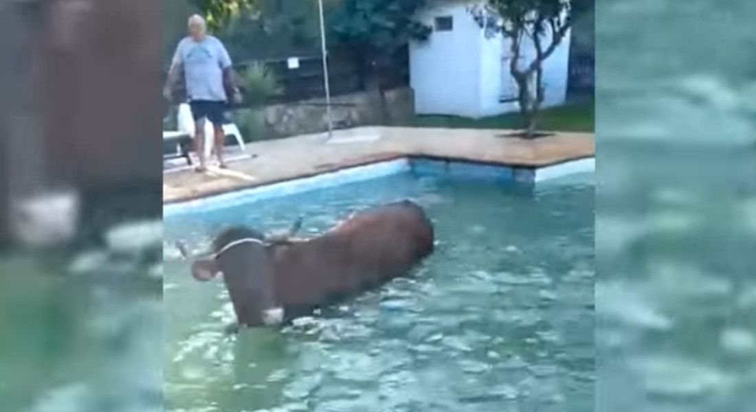 deeply Extra Ancient times Otra vaca 'viral' en Tarifa: así fue su baño en una piscina de Atlanterra