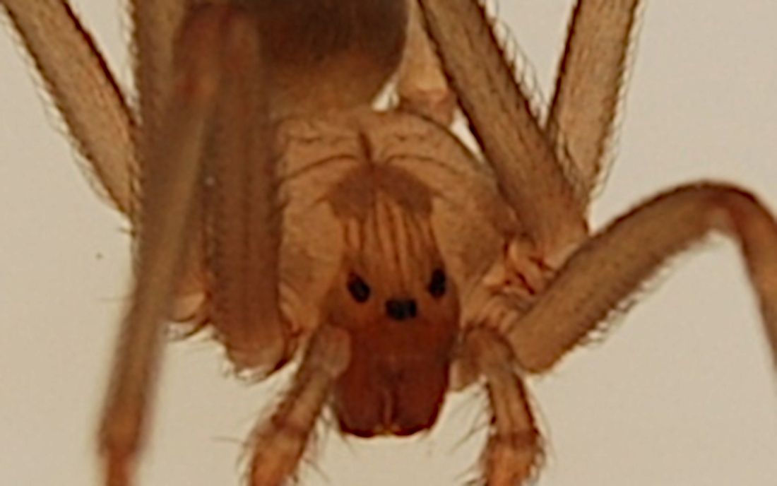 La araña reclusa parda, propia de América del Norte, pero con presencia en Ibiza.