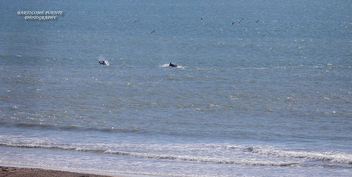 Delfines saltando cerca de la orilla de una playa de Conil. BARTOLOMÉ PUENTE
