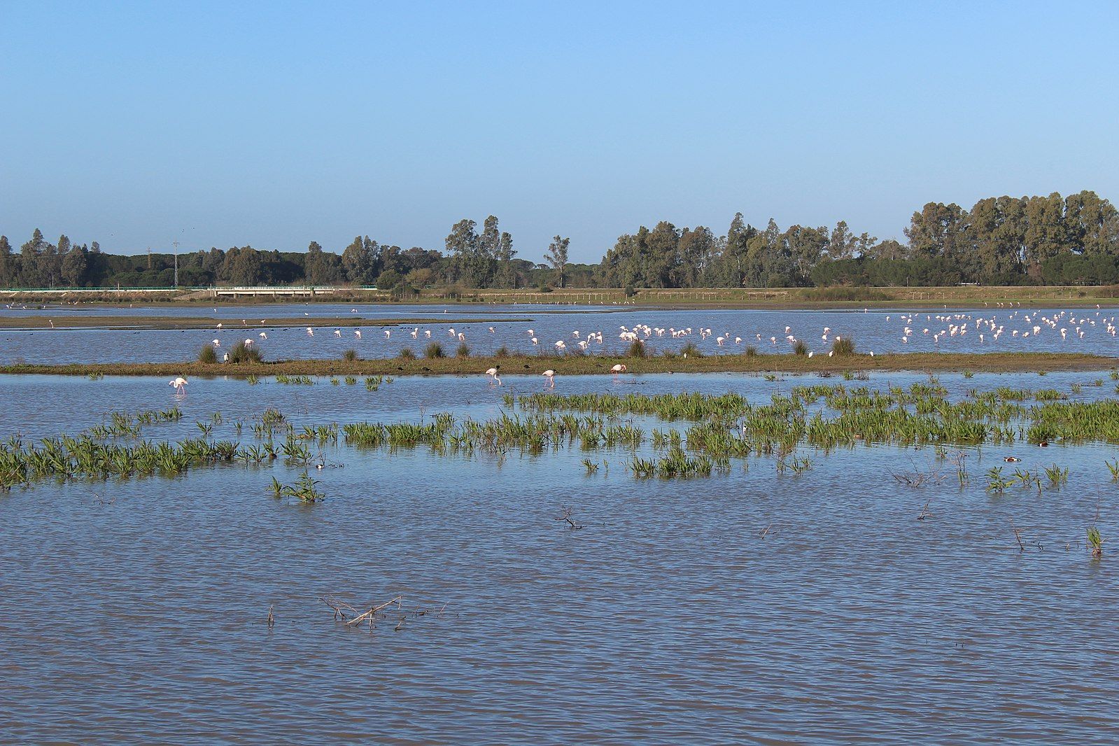 Flamencos en Doñana. FOTO: RAMEYLAUREN