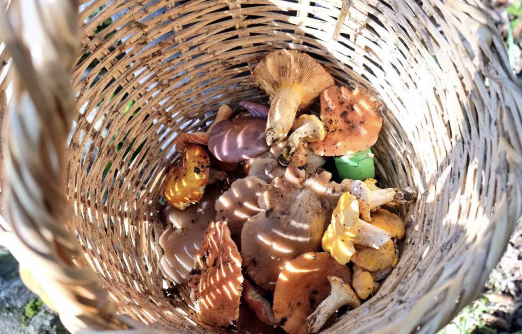 Setas en Los Alcornocales. FOTO: @ElviajeMehizo.