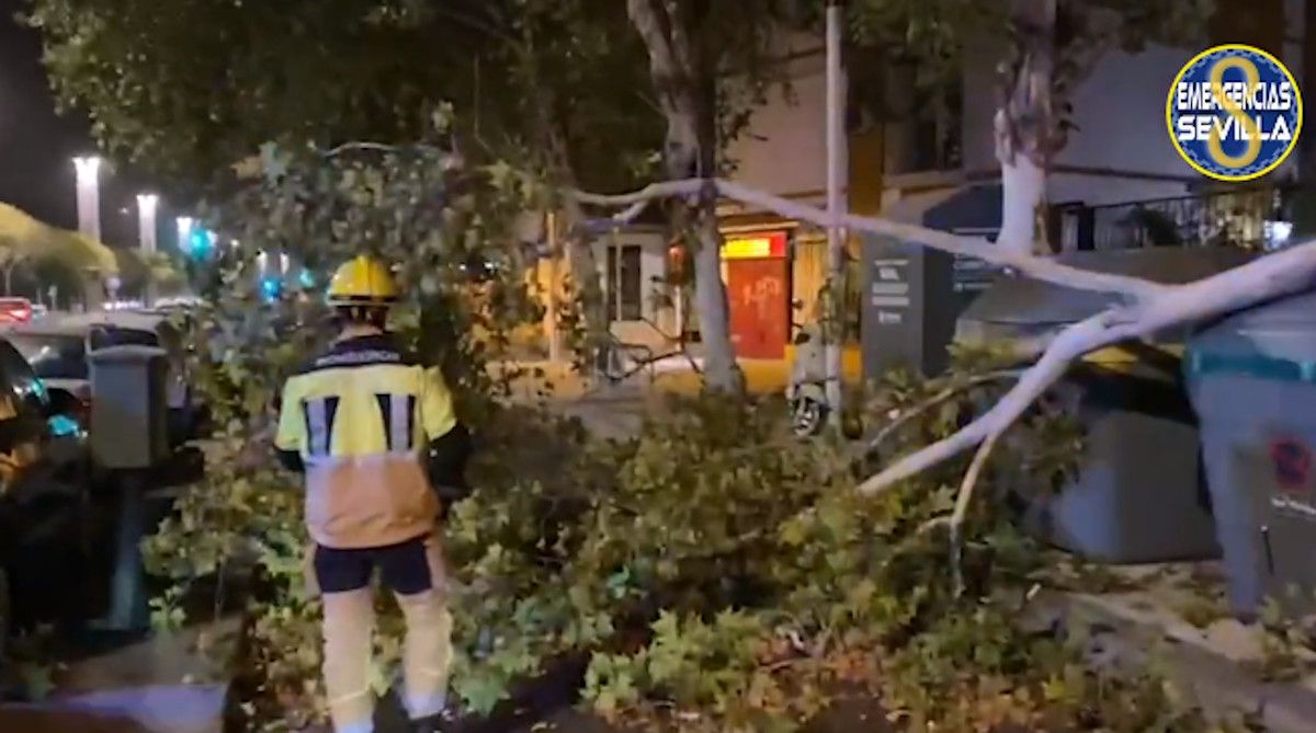 Bomberos retiran árboles derrumbados por los fuertes vientos en Sevilla.