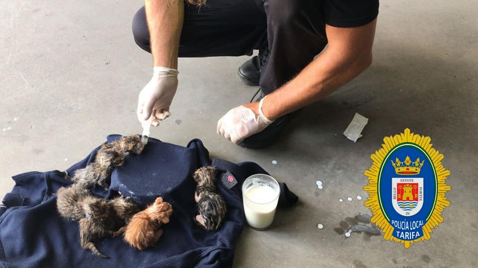Arrojan a seis gatitos recién nacidos en una bolsa dentro de un contenedor de basura en Tarifa.