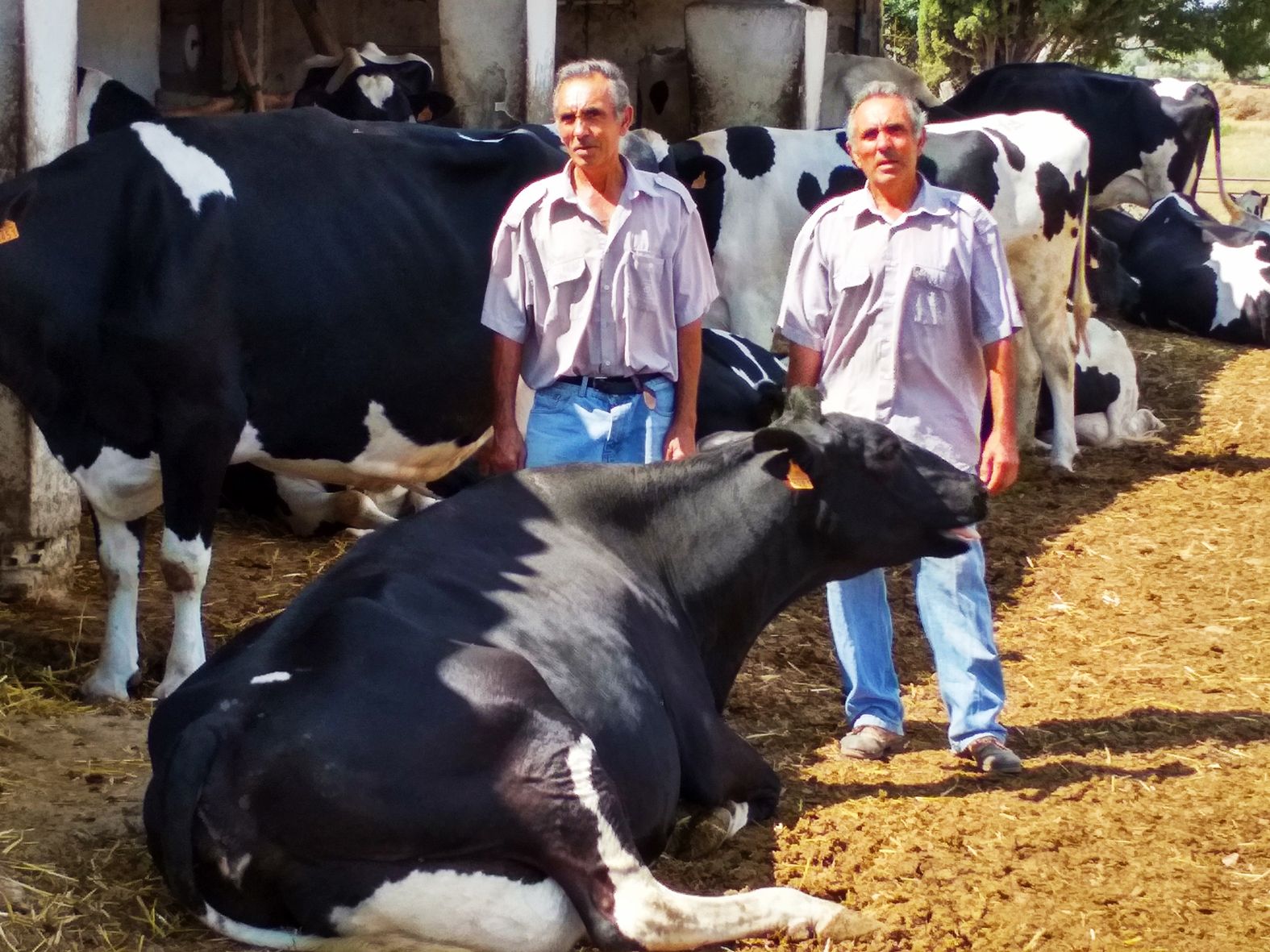 Antonio Castro (derex.) junto a su hermano mellizo Emilio, en la zona donde se encuentran las vacas descansando y comiendo después del primer ordeño de la mañana. FOTO: COAG. 