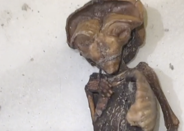 Una 'Tiktoker' halla fetos y órganos humanos en el antiguo hospital de La Línea.