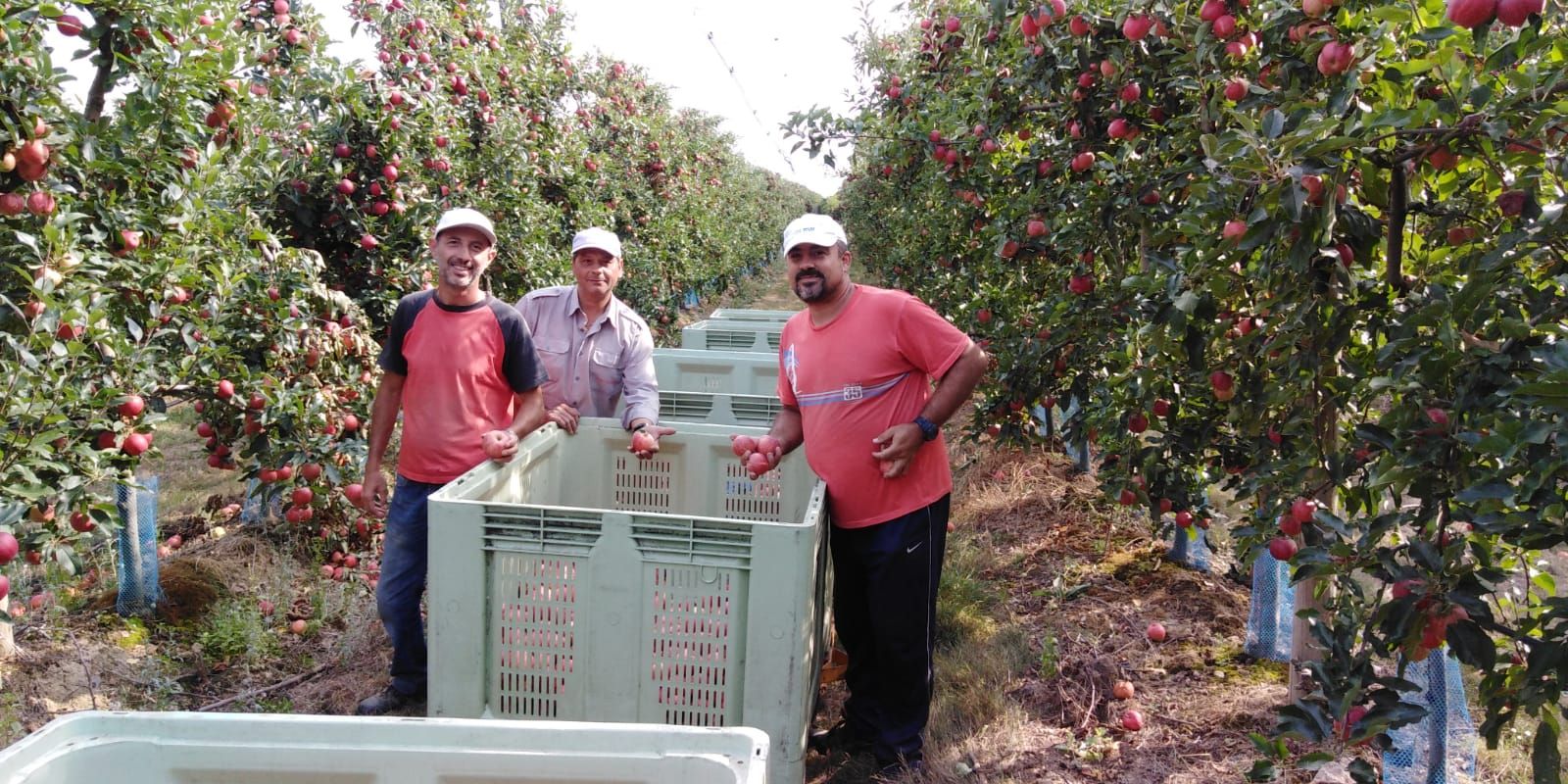 José Juan y Agustín, en primer término, en el campo francés donde recolectan manzanas. 