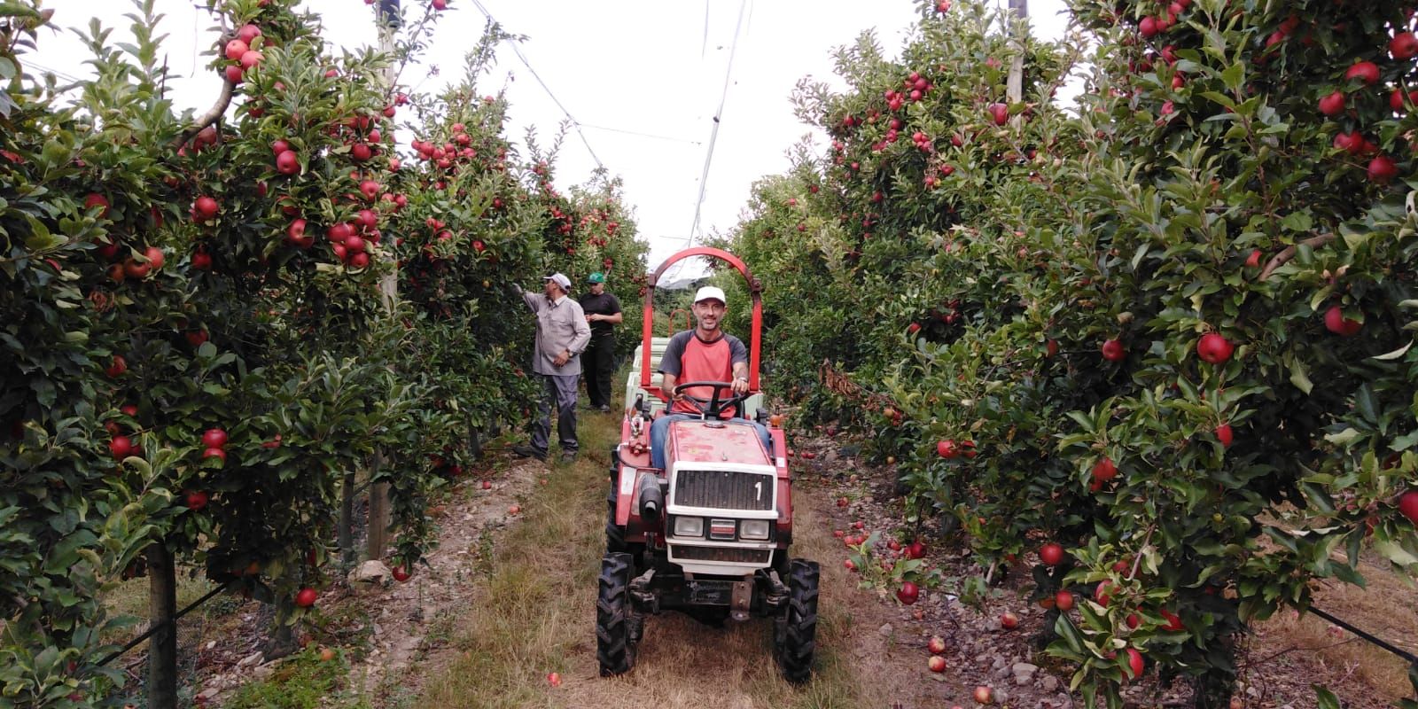 Editada una guía para prevenir accidentes. Un tractor en trabajos de campo.