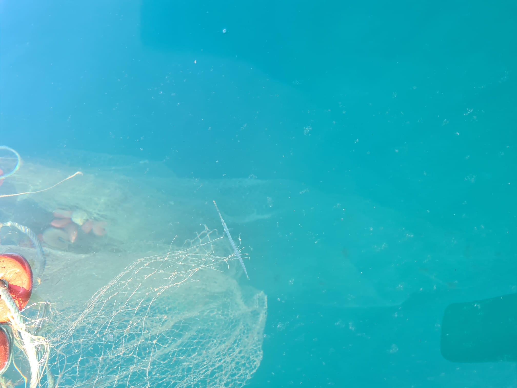 Las "redes asesinas" que están matando miles de peces en el Mar de Alborán.