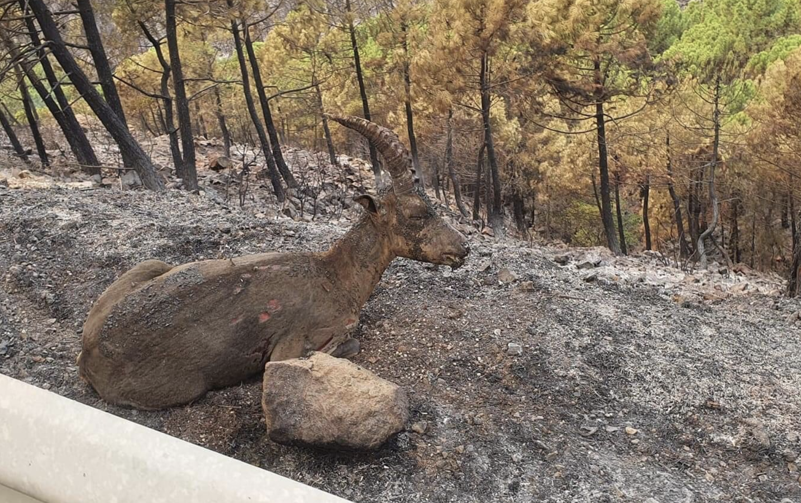 El fuego de Sierra Bermeja tiene ya un perímetro de 85 kilómetros y devora a especies protegidas
