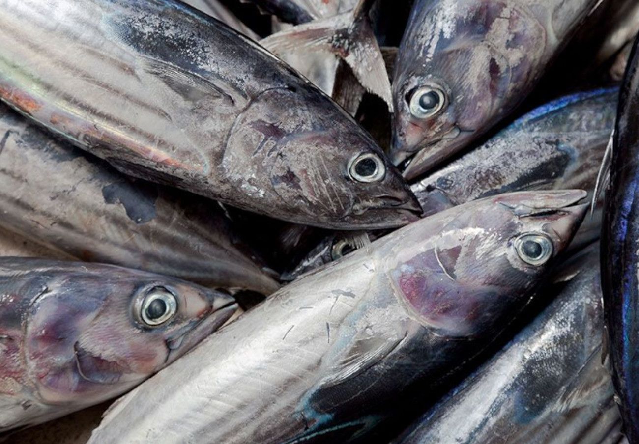 Fraude en el etiquetado del pescado congelado
