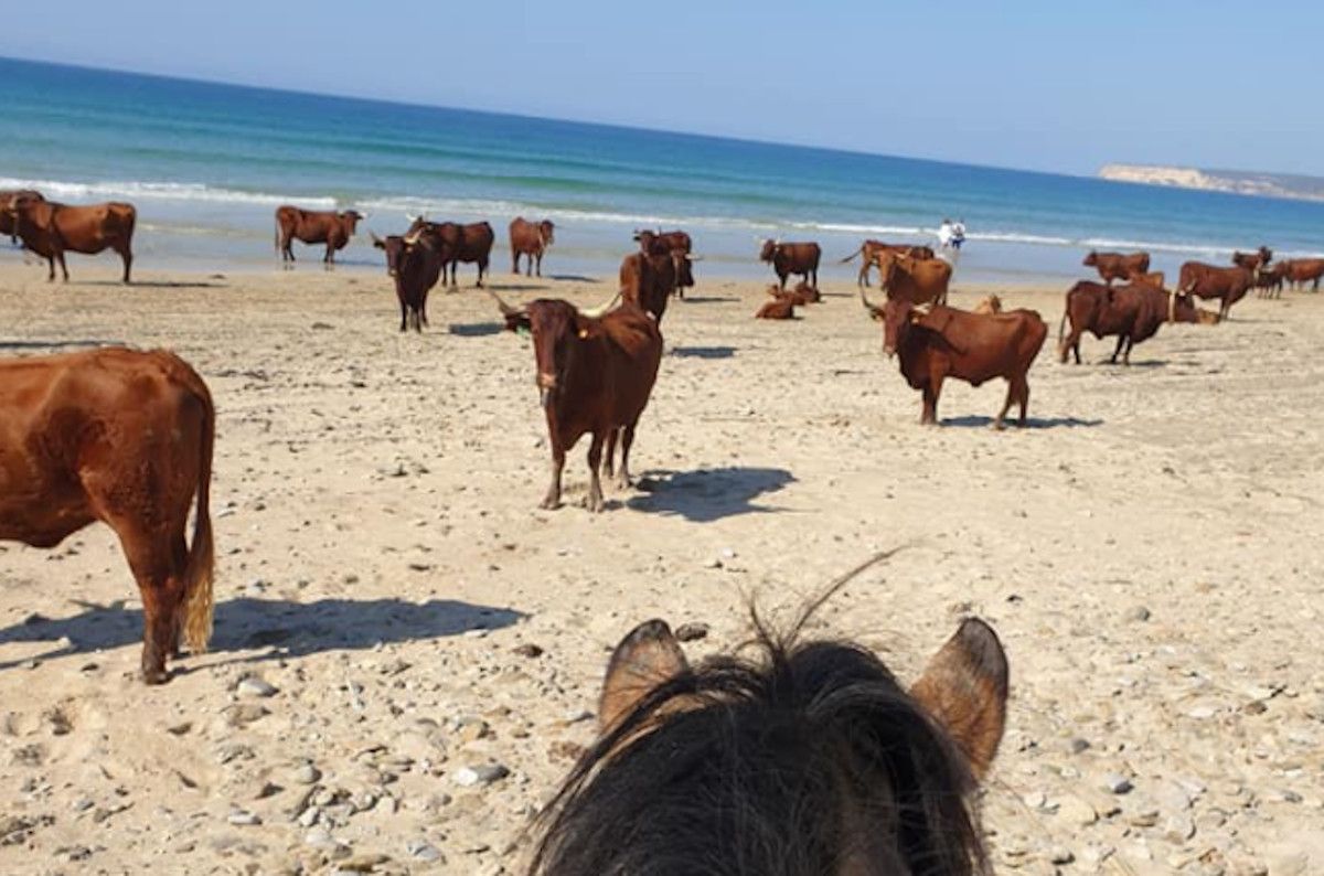 Vacas retintas en las playas de Barbate.