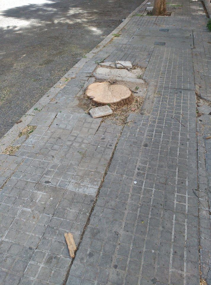 Arboricidio en Princi-Jerez.