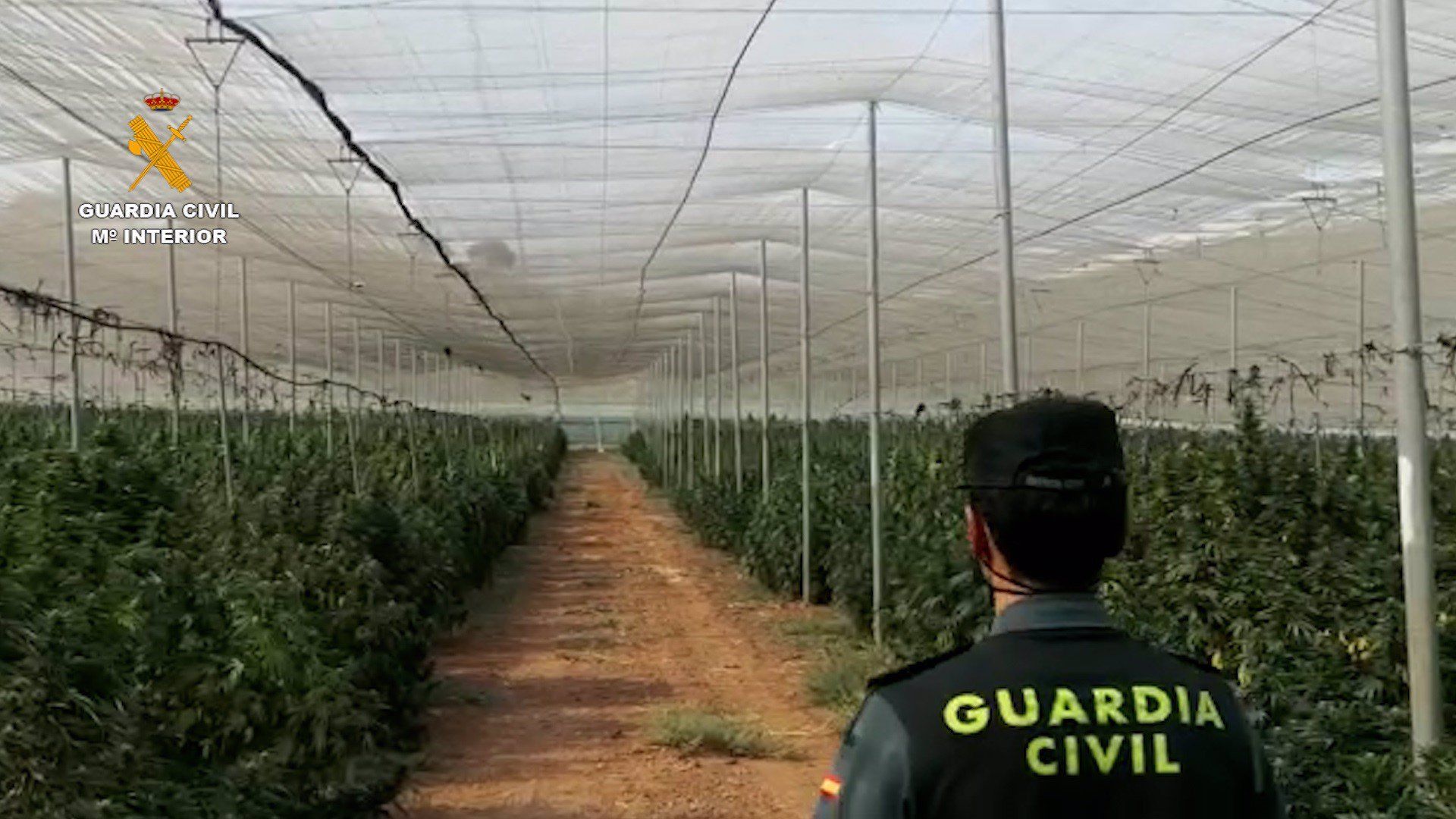 espera 78 4.000 plantas cannabis