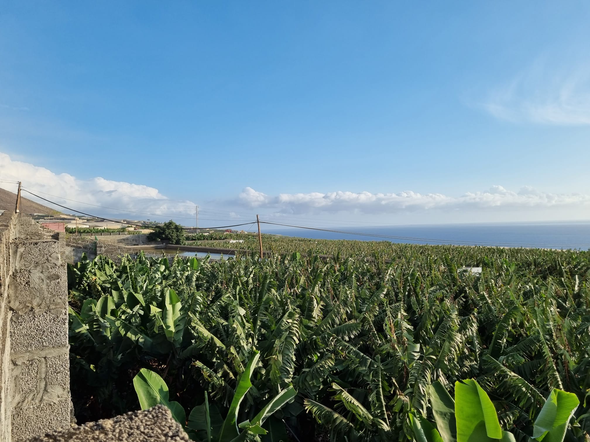 Una plantación de plátanos en La Palma.