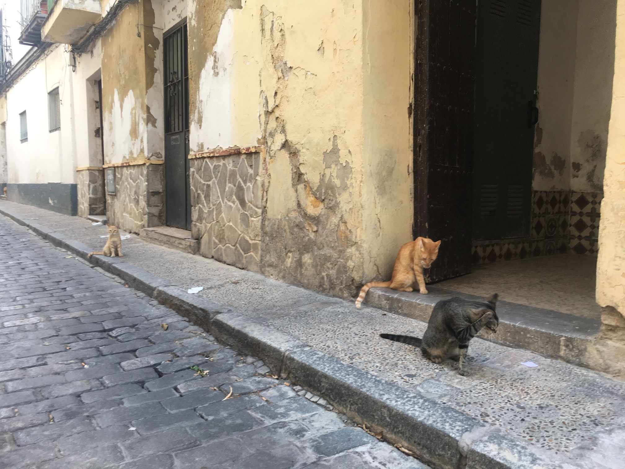 Gatos de la colonia de la calle Morenos, Jerez. FOTO: LVDS.