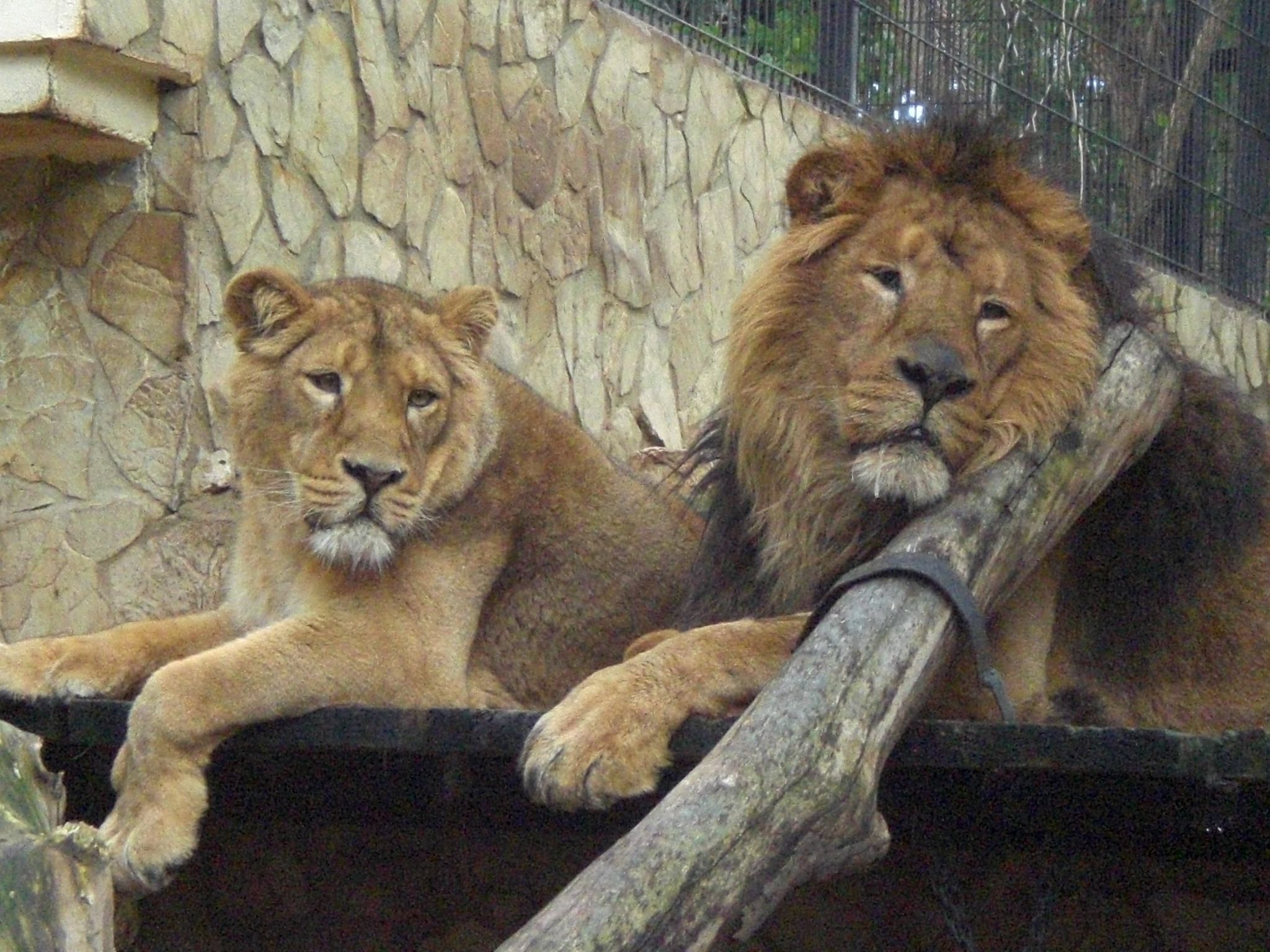 Se trataba de una leona nacida en octubre de 2001 y que contaba con el afecto de los visitantes así como del personal del parque.