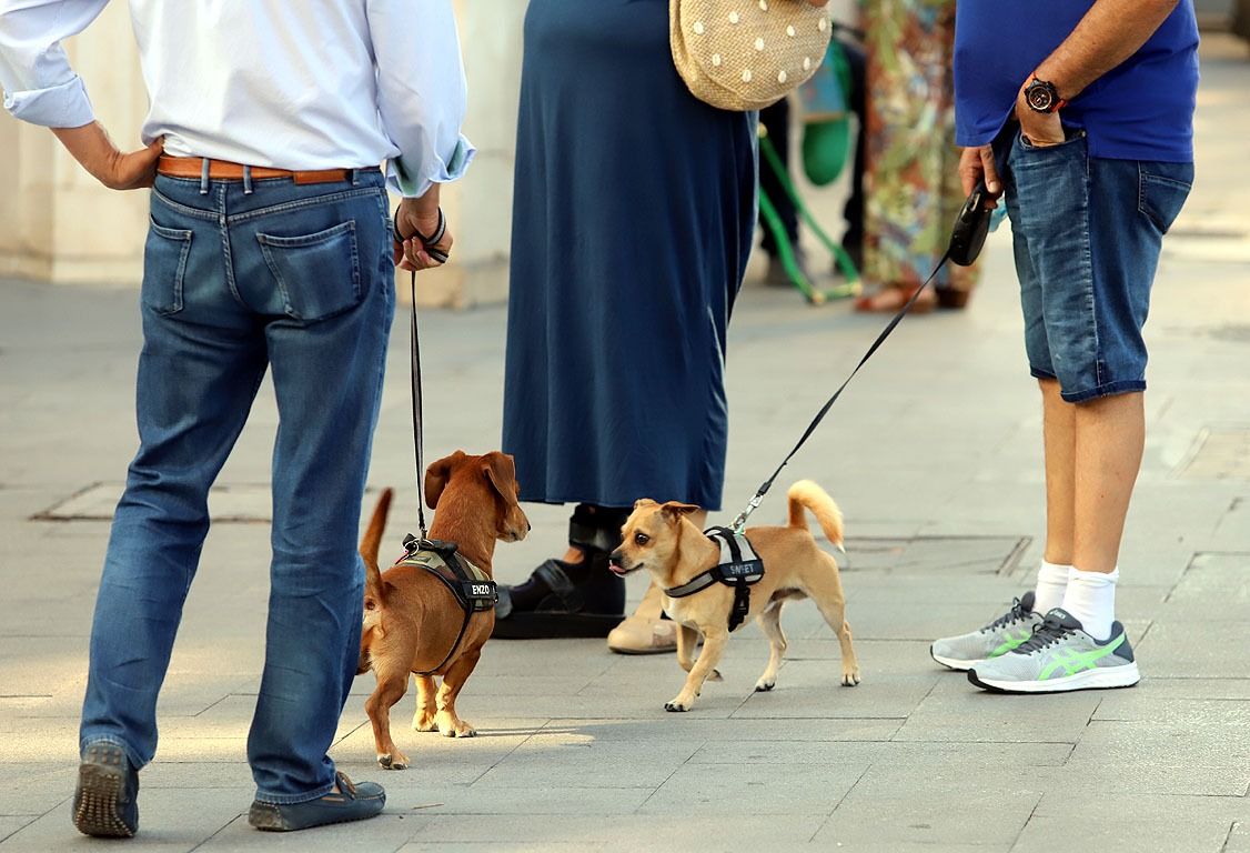 Personas con sus mascotas en la calle Larga de Jerez.