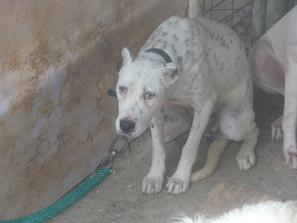Denuncian la lamentable situación en la que malviven los perros de caza de las rehalas.