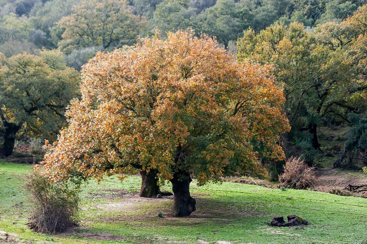 Cómo reservar una ruta por los cinco senderos del Cortijo de Rojitán en Montes de Propios 