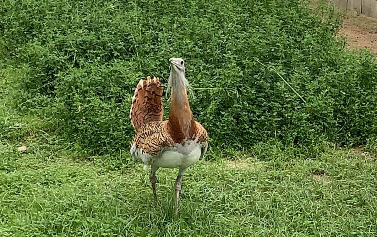 Avutarda en centro de cría.