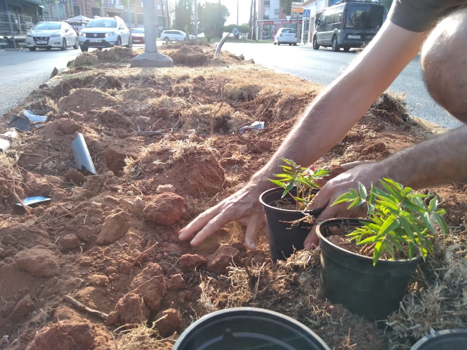 Brotes nuevos en macetas entregadas en el colegio Antonio Gala.