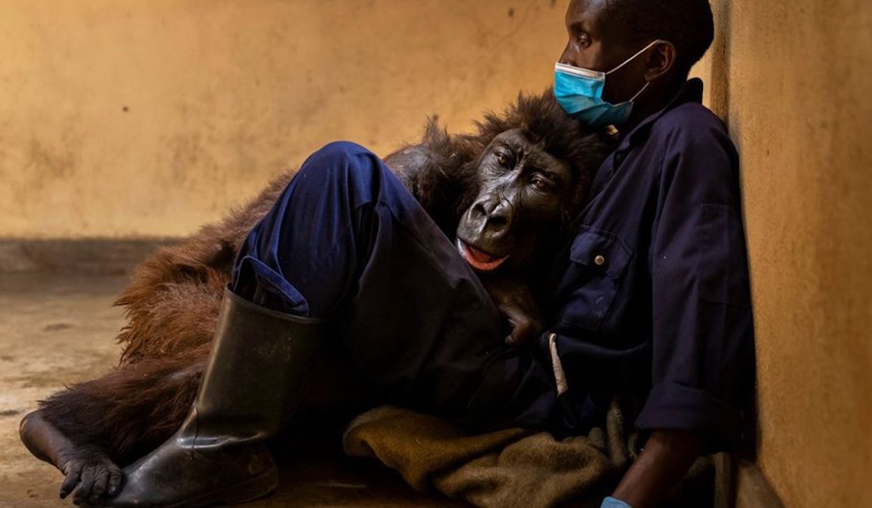Ndakasi, la gorila que se hacía selfies con sus cuidadores, ha muerto en los brazos de su amigo.