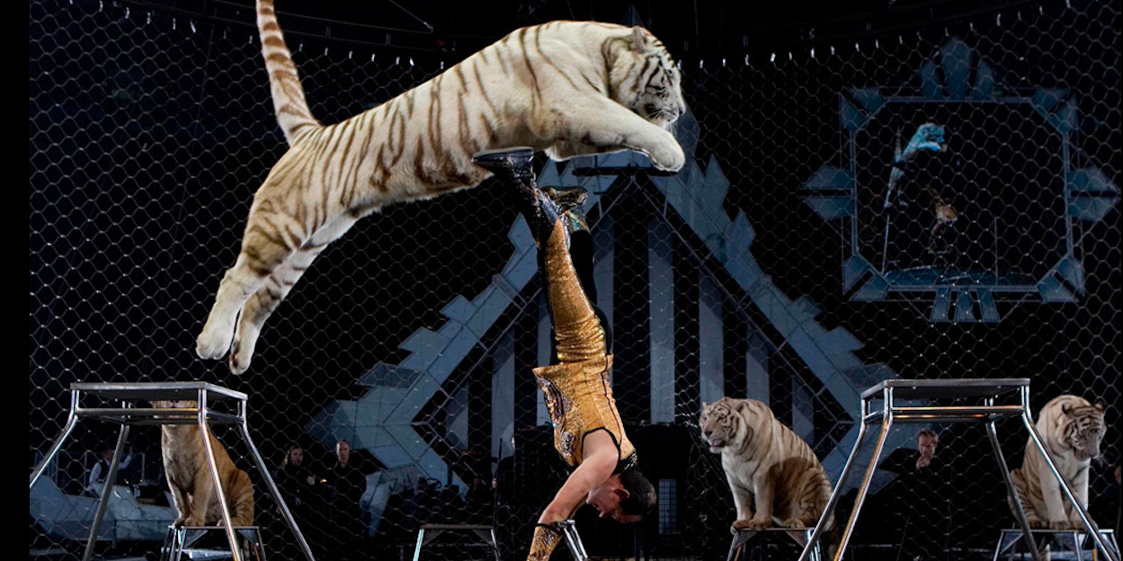 Un espectáculo circense con animales.