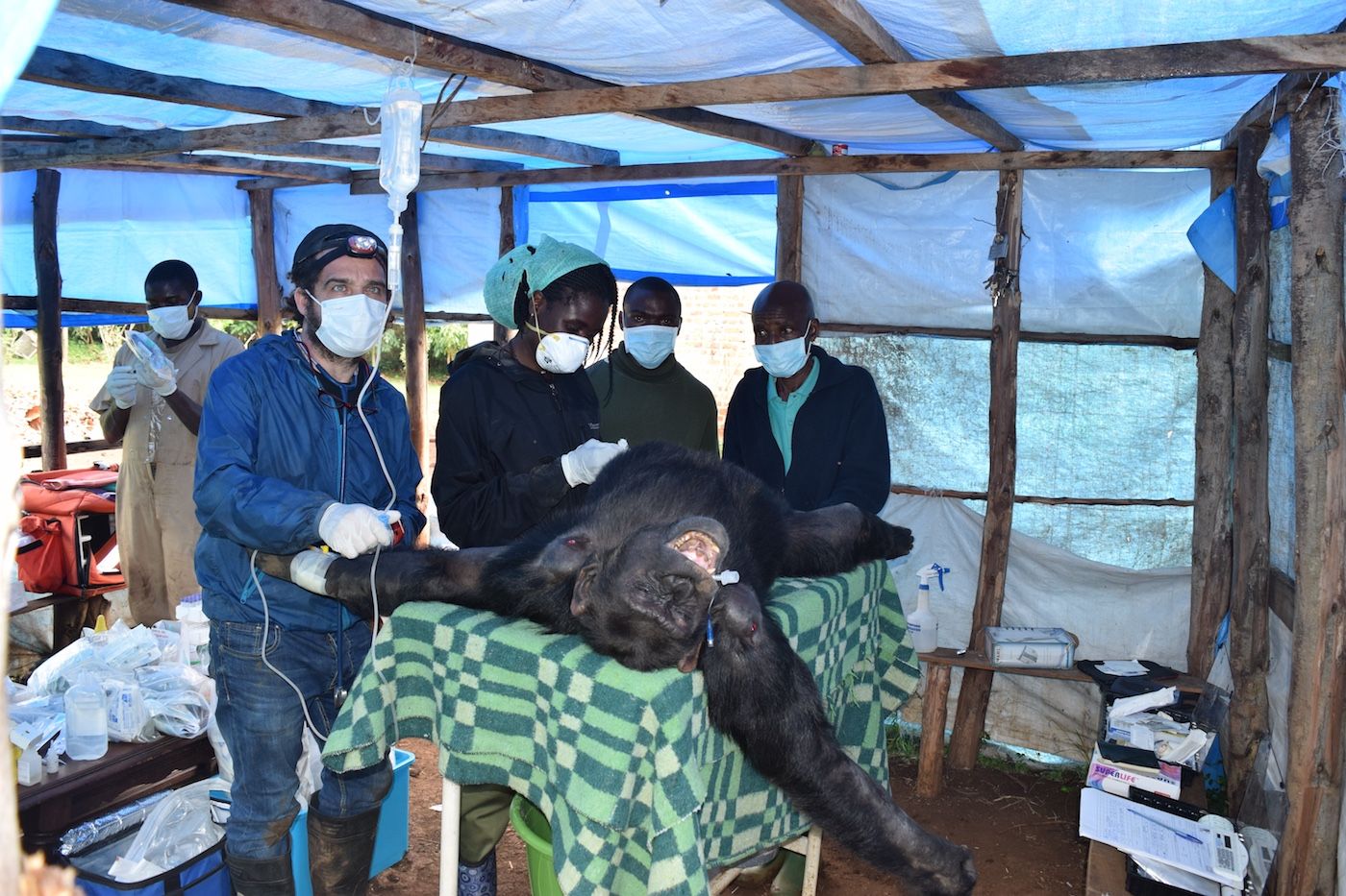 El veterinario Luis Flores, interviniendo a un primate en Lwiro. El veterinario Luis Flores, interviniendo a un primate en Lwiro.
