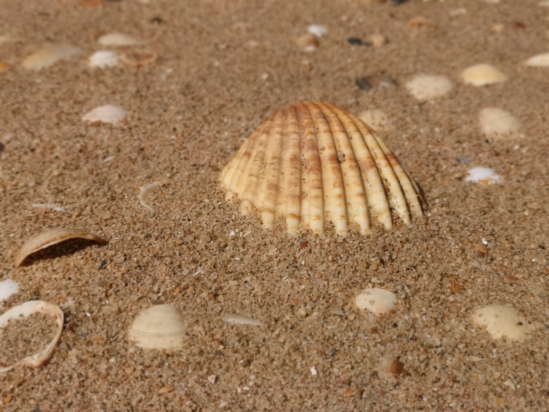 Playa de arena y conchas. Los mareantes, lucha por la sostenibilidad y la ecología. 