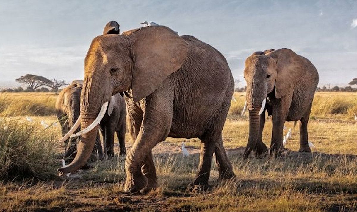Elefantes en una imagen de archivo.