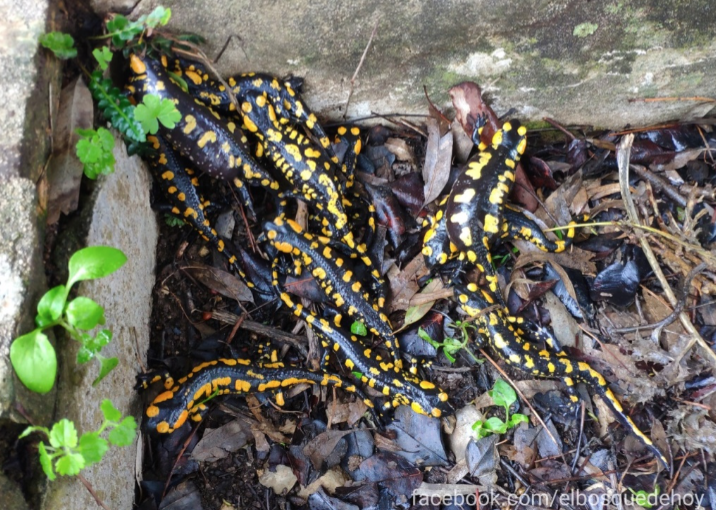 Salamandras penibéticas encontradas en el aljibe de Benamahoma.