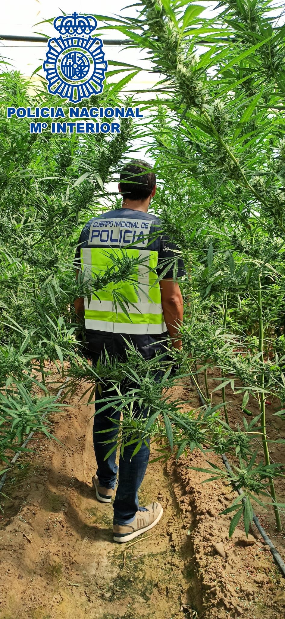 Un agente supervisa una de las plantaciones de marihuana encontradas en un invernadero de La Algaida, imagen de archivo..