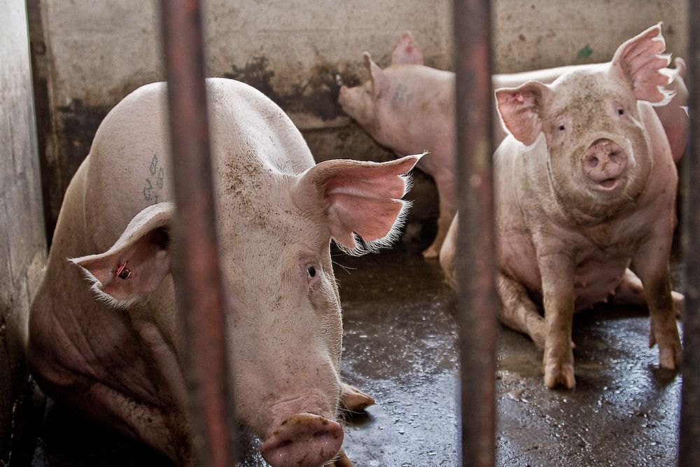 Cerdos en una macro granja porcina. ECOLOGISTASENACCIÓN