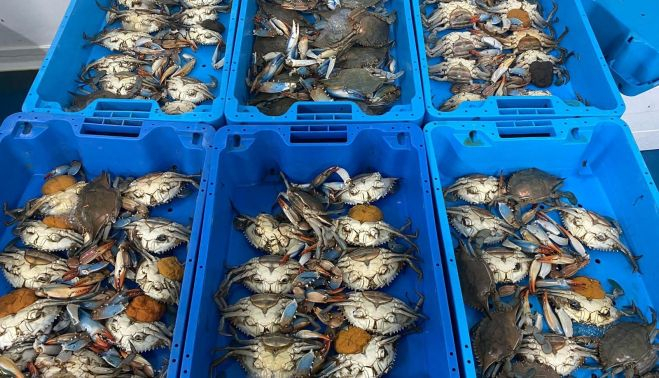 Las capturas de cangrejo azul están aumentando exponencialmente.   COFRADÍA PESCADORES SANLÚCAR.