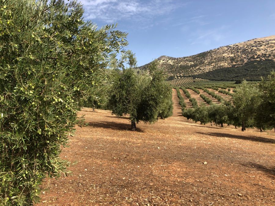 Más de la mitad de los agricultores andaluces perderán fondos con la nueva PAC, según la Junta.