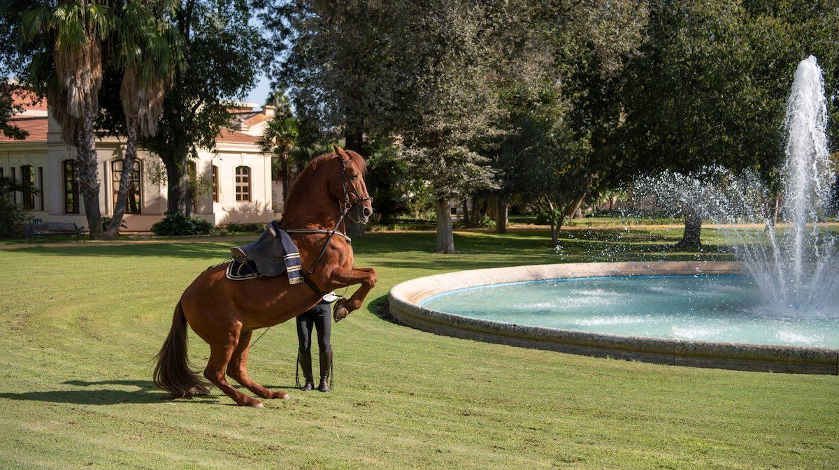 Un caballo en la Real Escuela Andaluza del Arte Ecuestre.
