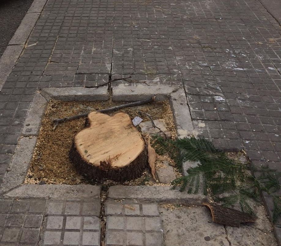 Imagen de uno de los últimos árboles talados en la ciudad.