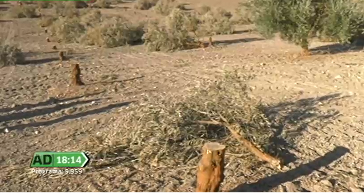 Finca de Marinaleda donde fueron talados 123 olivos.