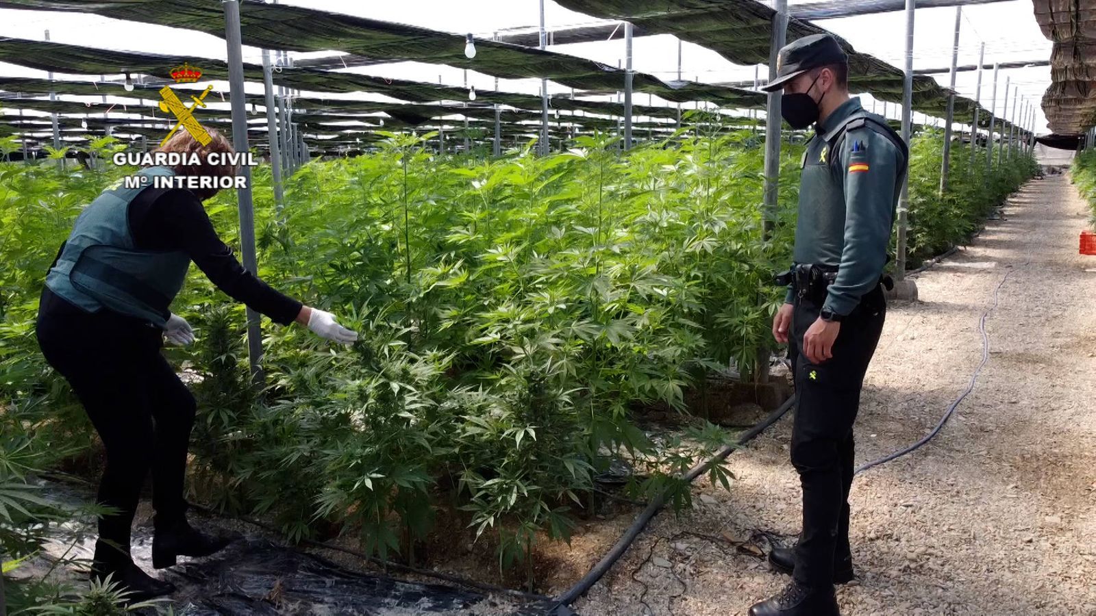 Agentes de la Guardia Civil, en una plantación ilegal de marihuana.