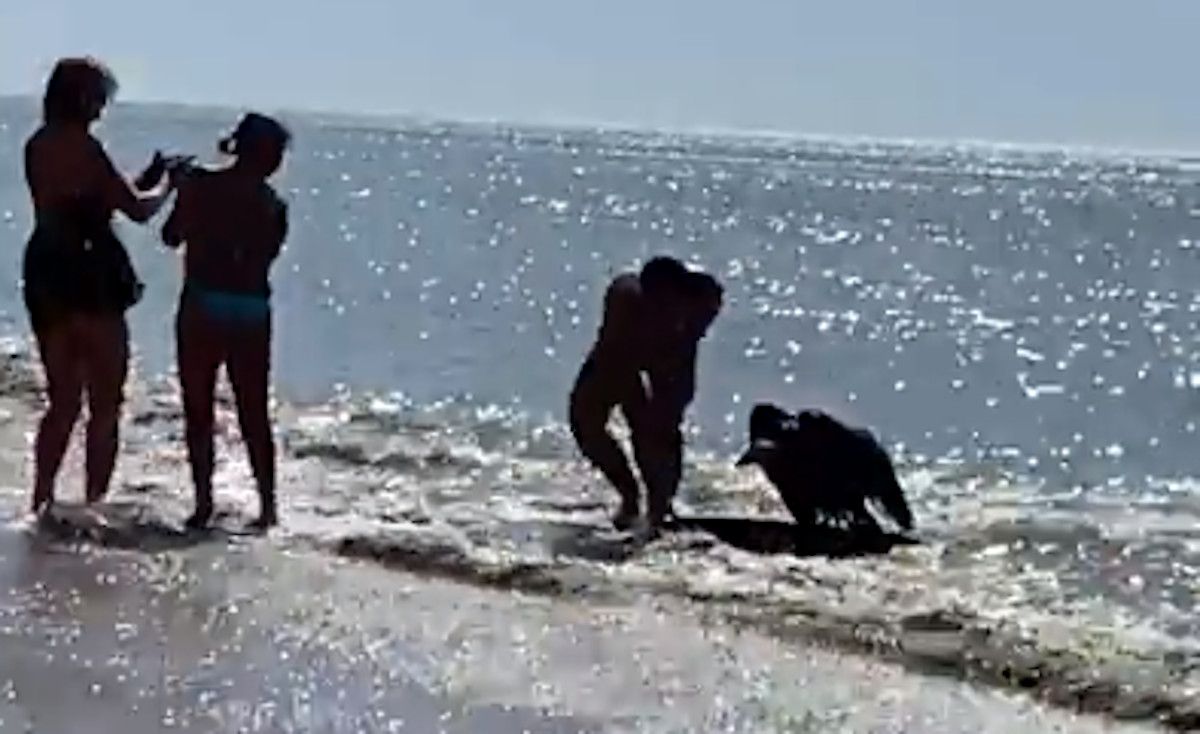 Así ha sido el rescate de un buitre en una tabla de surf en Cádiz.