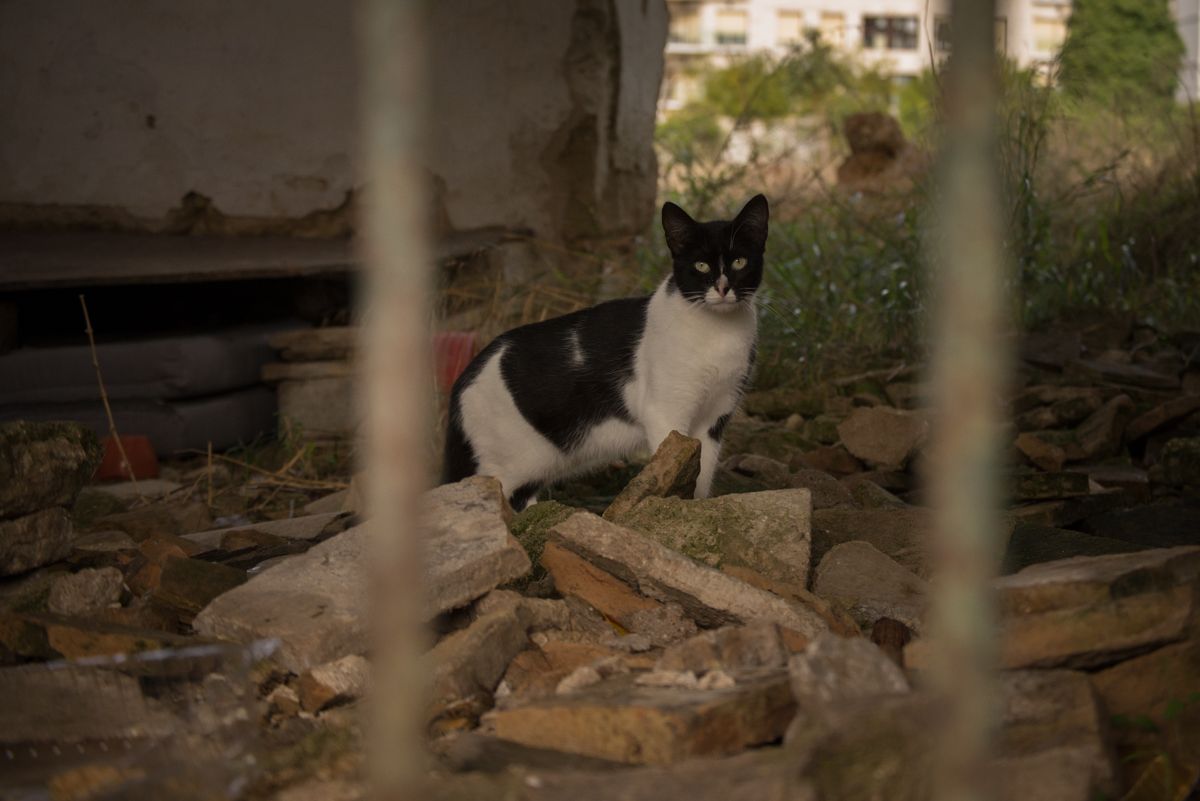 Un gato callejero en una imagen de archivo.