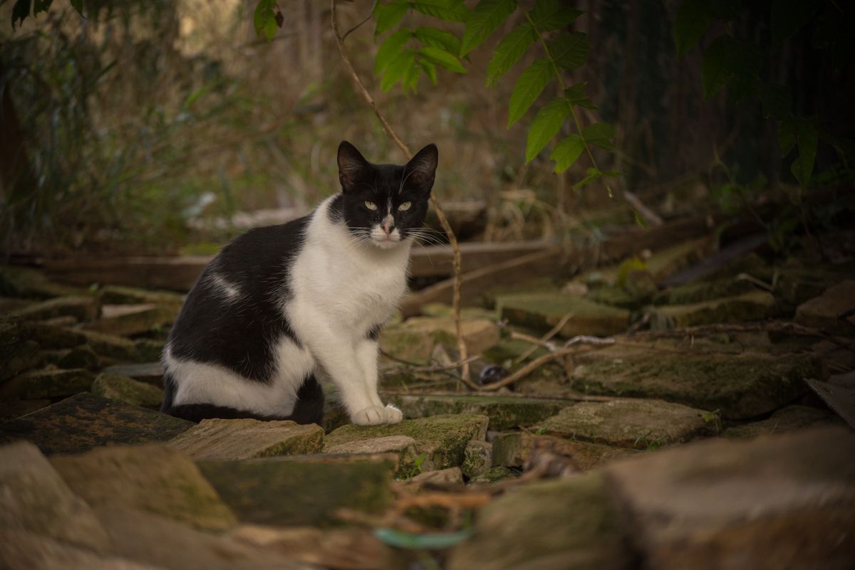 Un gato callejero, como los que se están envenenando en Arcos, en una imagen de archivo.
